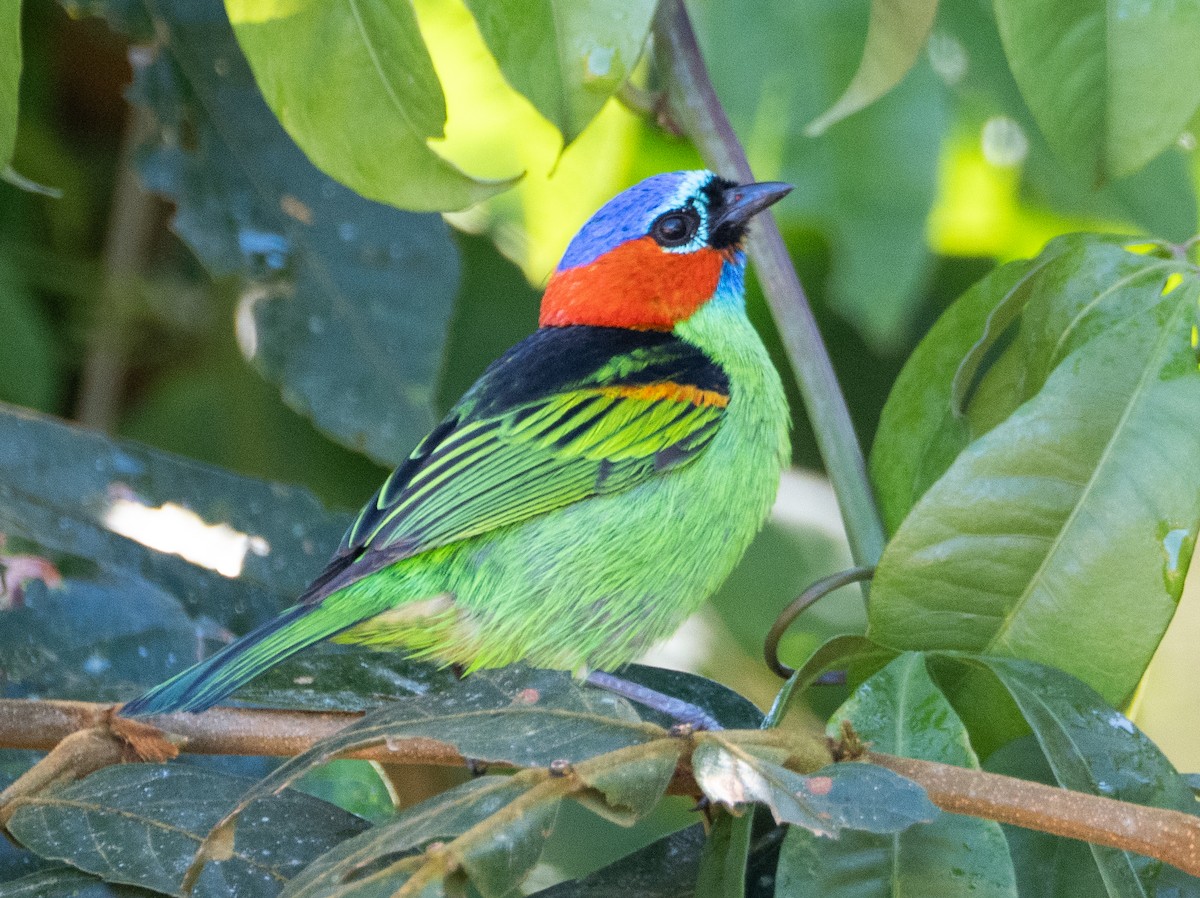 Red-necked Tanager - ML641742340