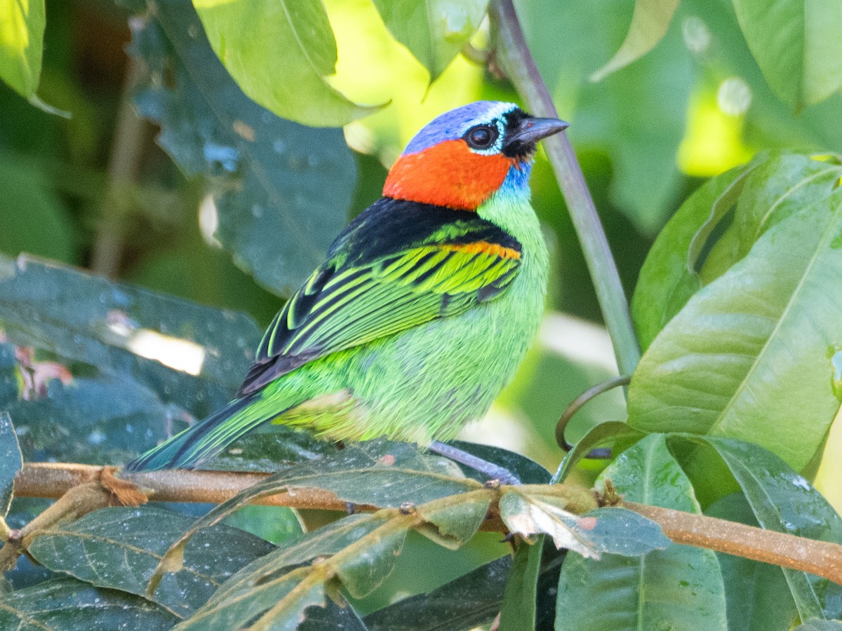 Red-necked Tanager - ML641742341