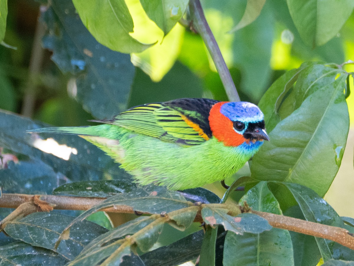 Red-necked Tanager - ML641742342