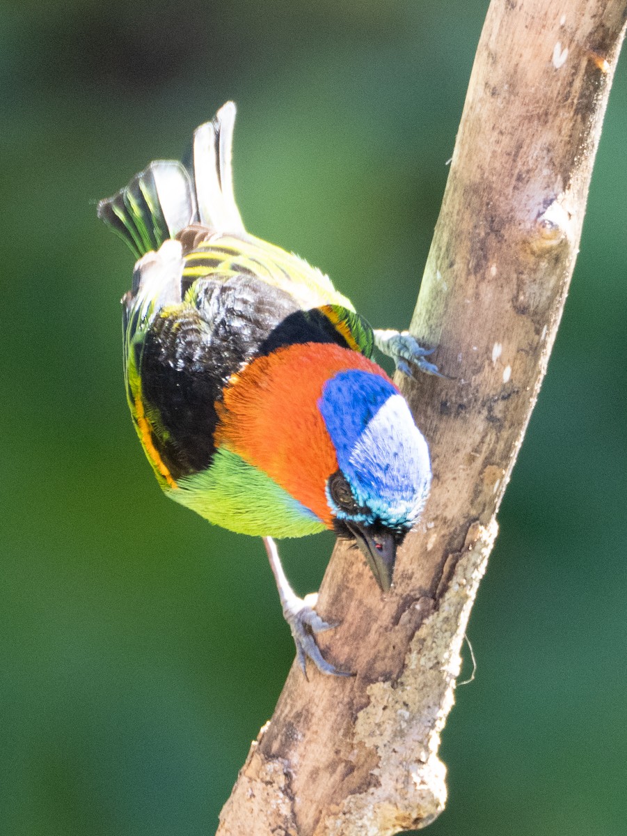 Red-necked Tanager - ML641742343