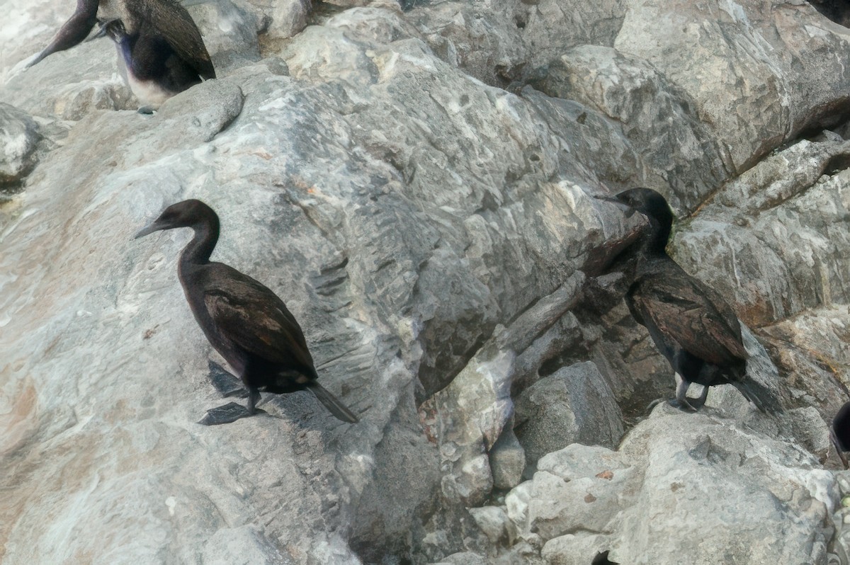Cormoran des bancs - ML641742352