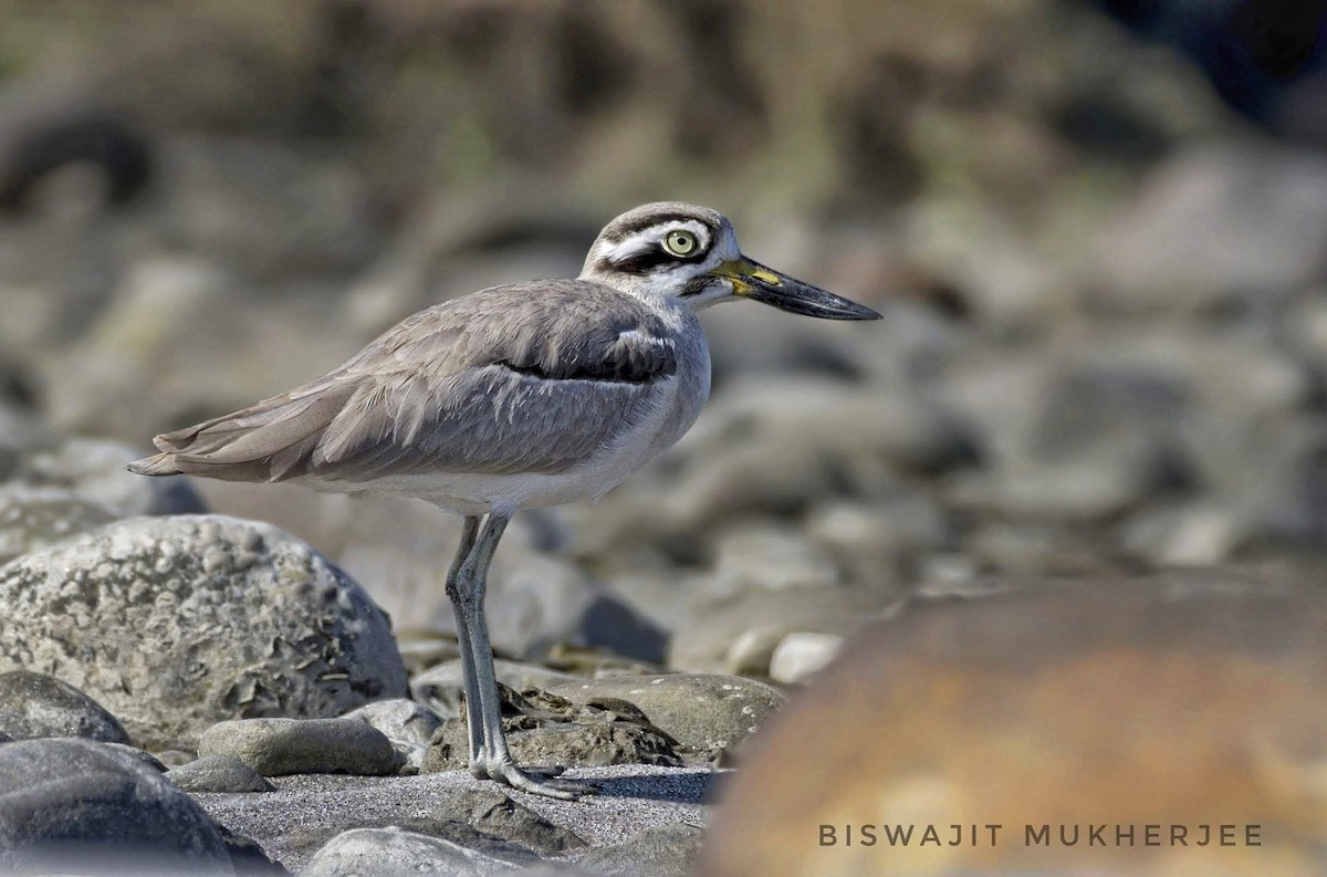 Great Thick-knee - ML641742429