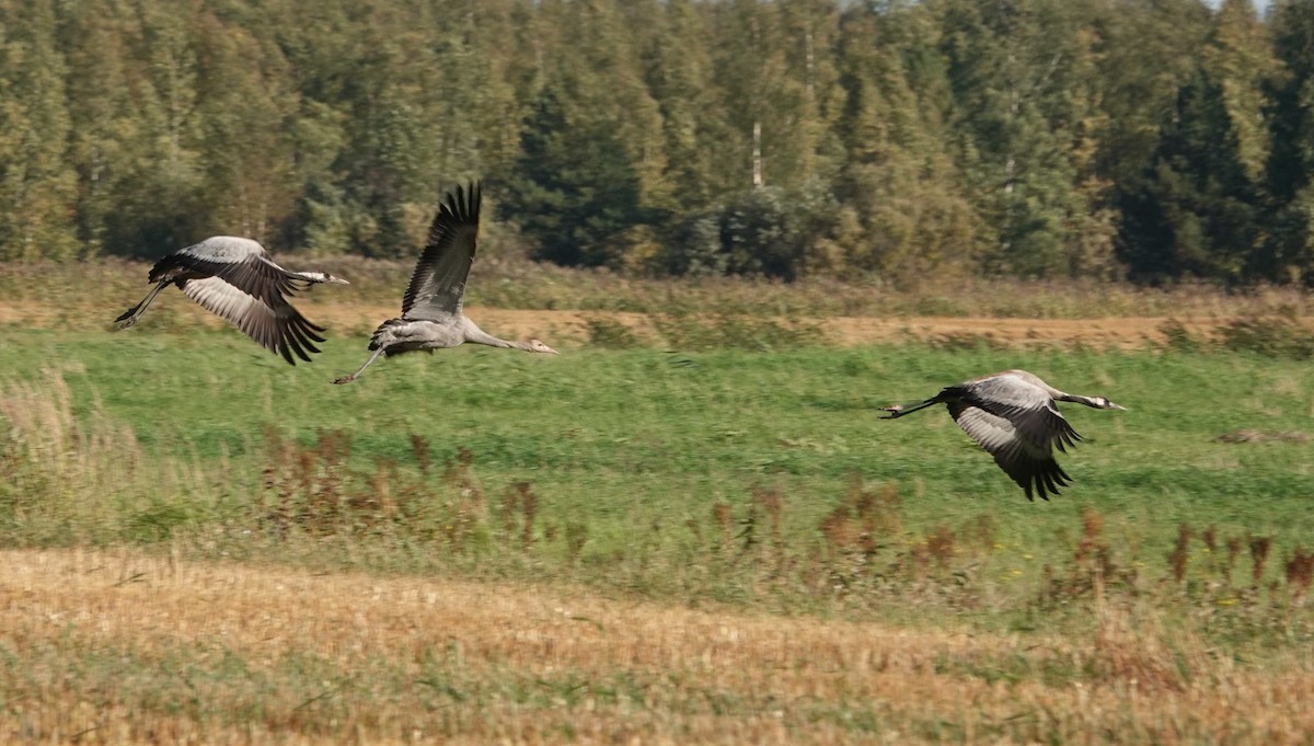 Common Crane - ML641742431