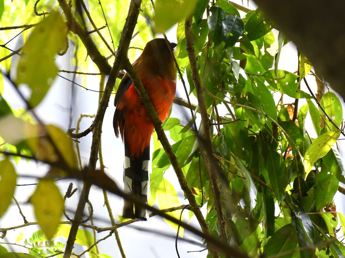 Red-headed Trogon - ML641742445