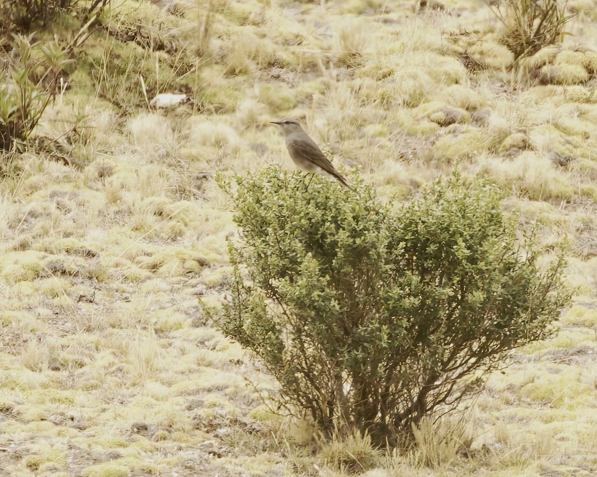 Rufous-webbed Bush-Tyrant - ML641742453