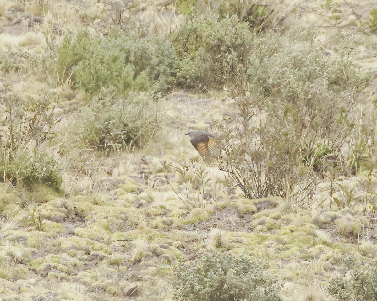 Rufous-webbed Bush-Tyrant - ML641742454
