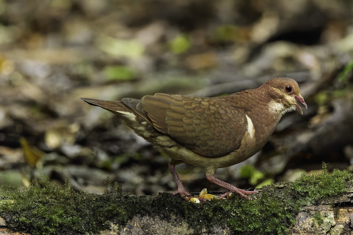 Ruddy Quail-Dove - ML641742456