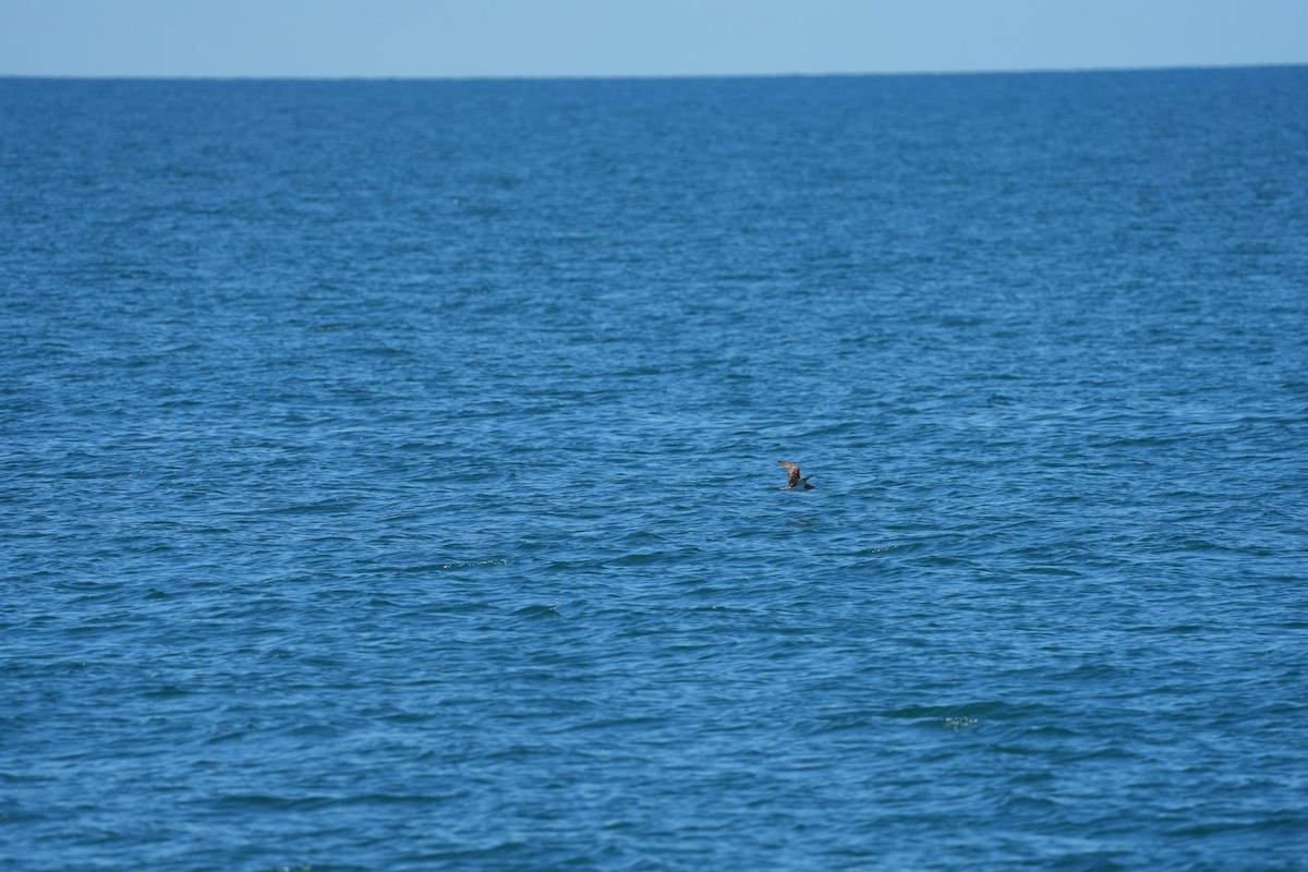 Streaked Shearwater - ML641742471