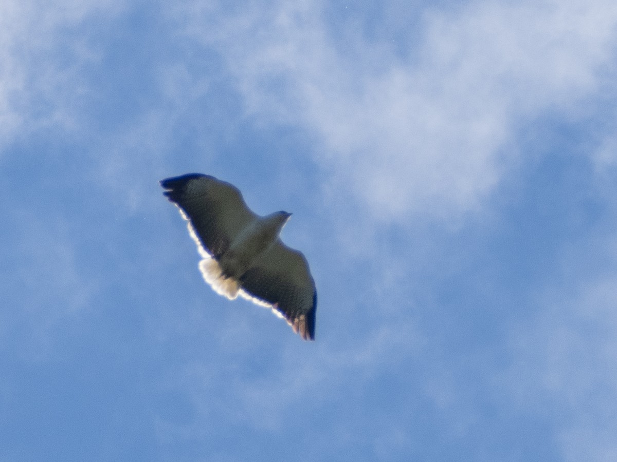 Mantled Hawk - ML641742473