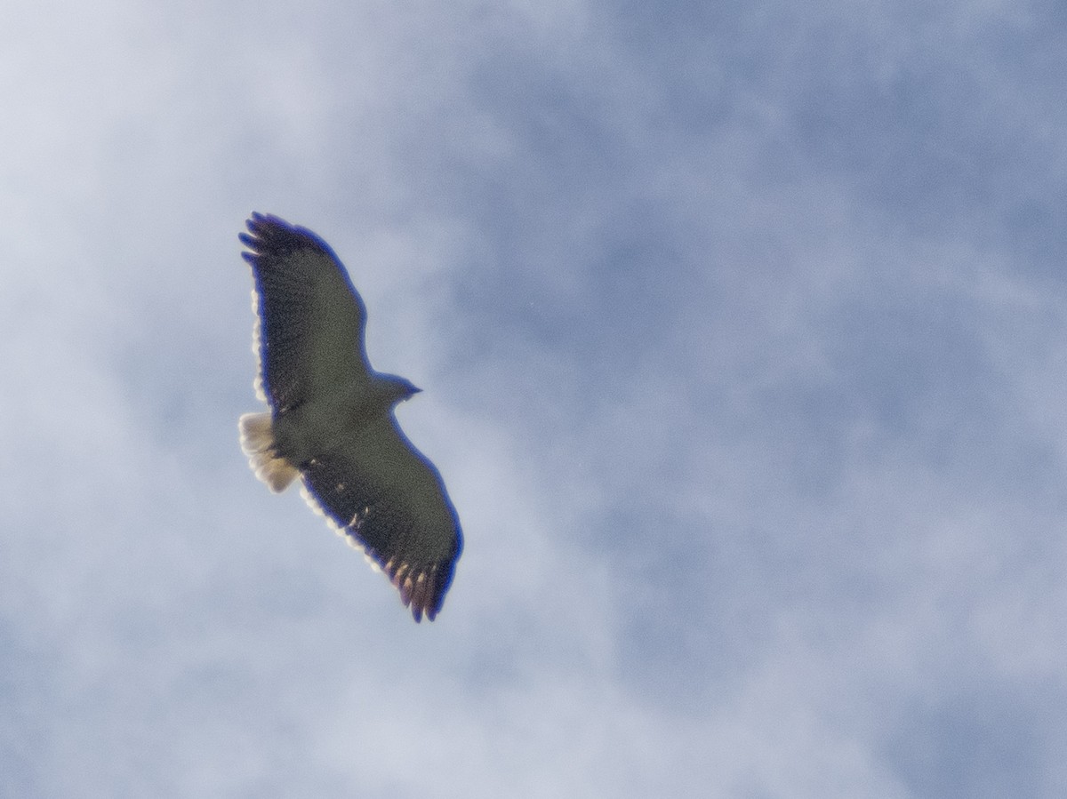 Mantled Hawk - ML641742474