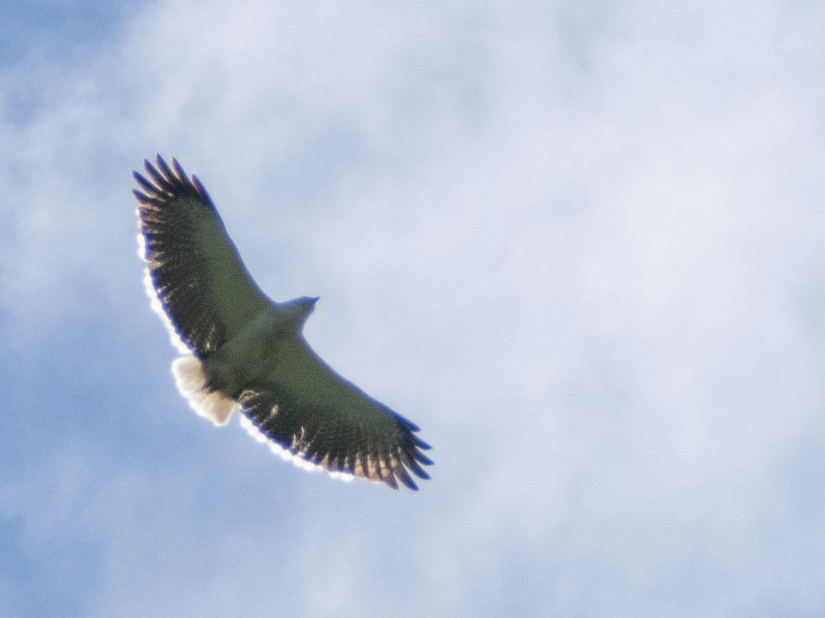 Mantled Hawk - ML641742475
