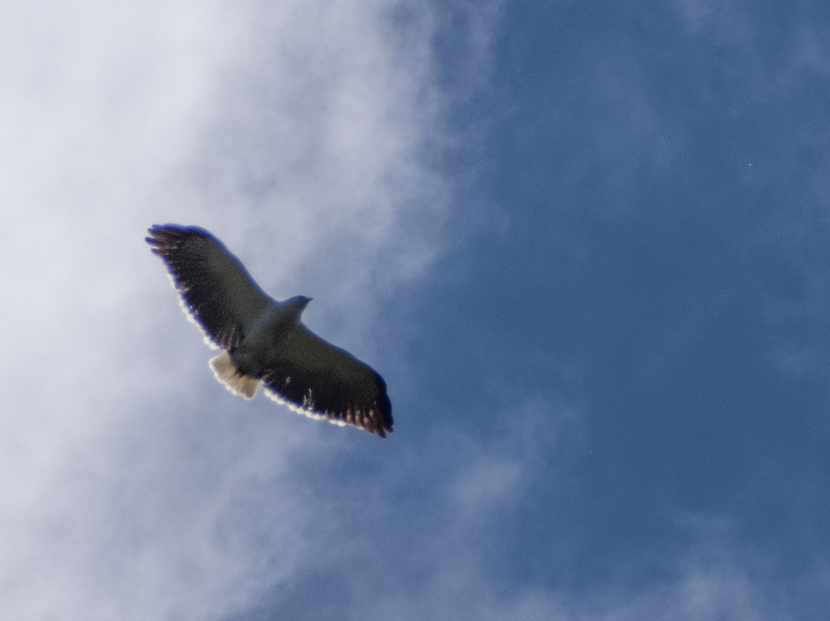 Mantled Hawk - ML641742476