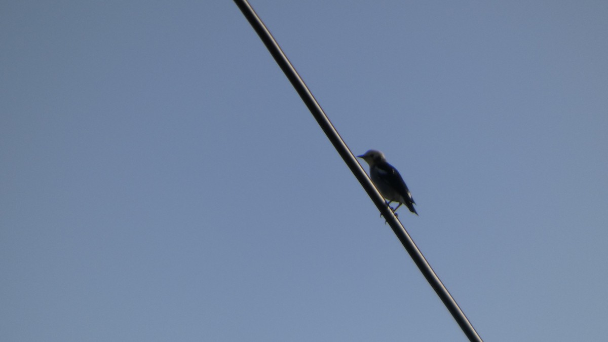 Chestnut-cheeked Starling - ML641742490