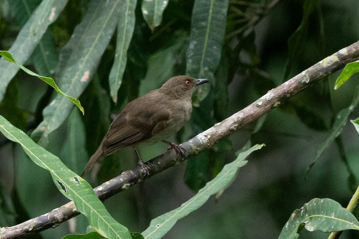 Red-eyed Bulbul - ML641742567