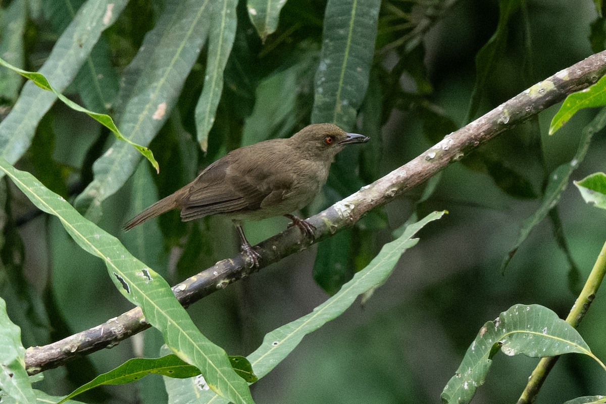 Red-eyed Bulbul - ML641742568