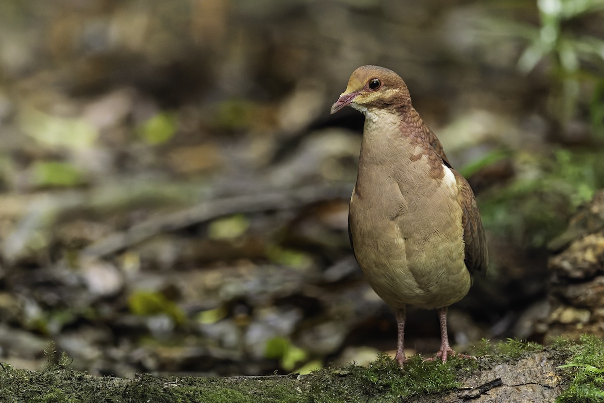 Ruddy Quail-Dove - ML641742574
