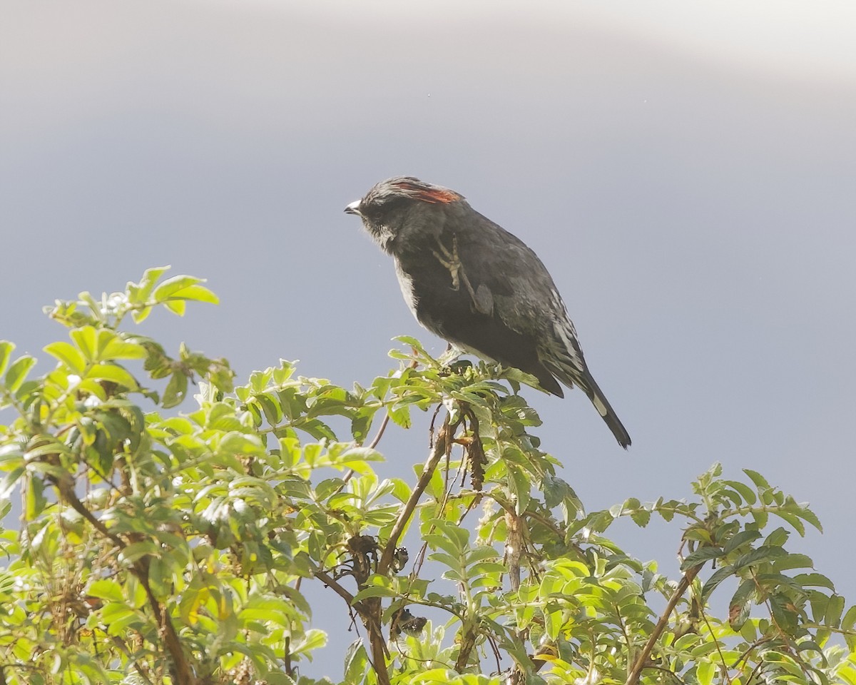 Red-crested Cotinga - ML641742577