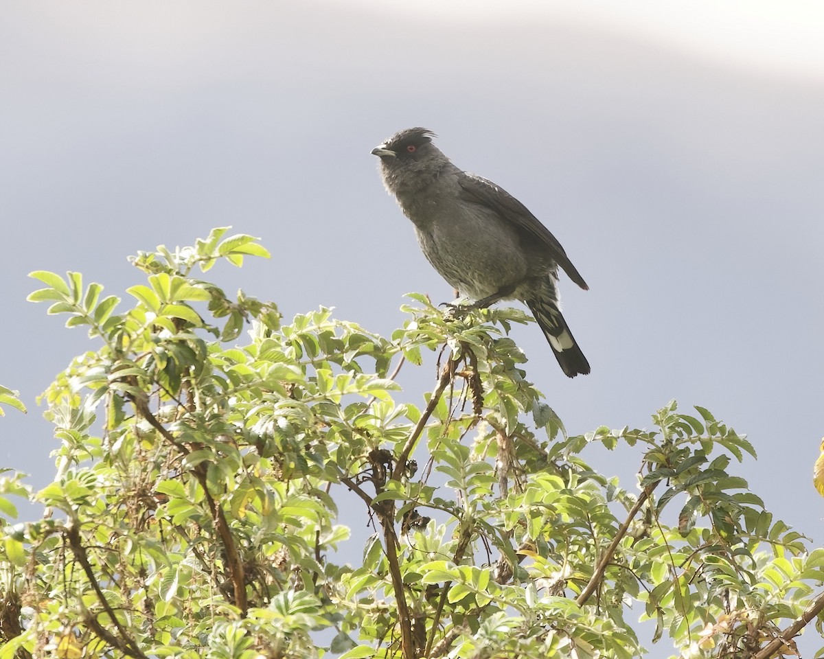 Red-crested Cotinga - ML641742578