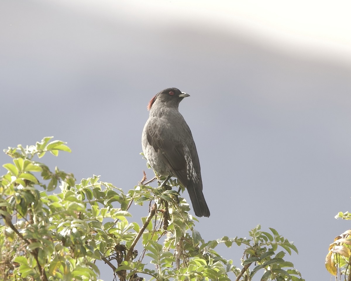 Red-crested Cotinga - ML641742579