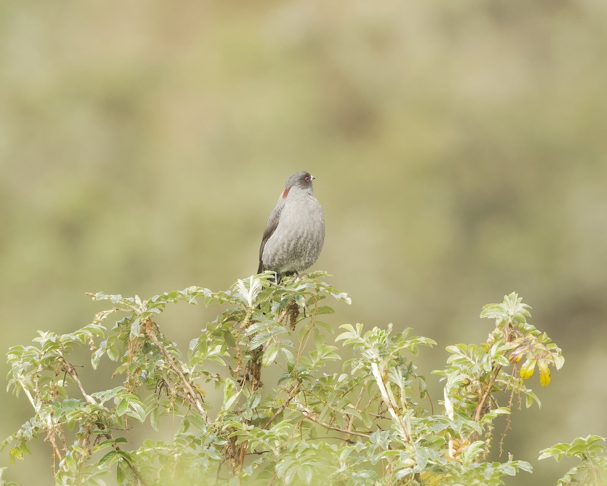 Red-crested Cotinga - ML641742580