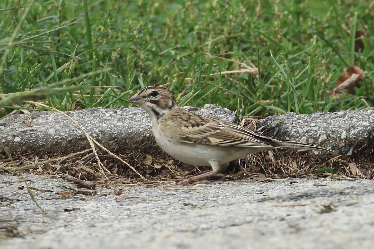 Lark Sparrow - ML641742631