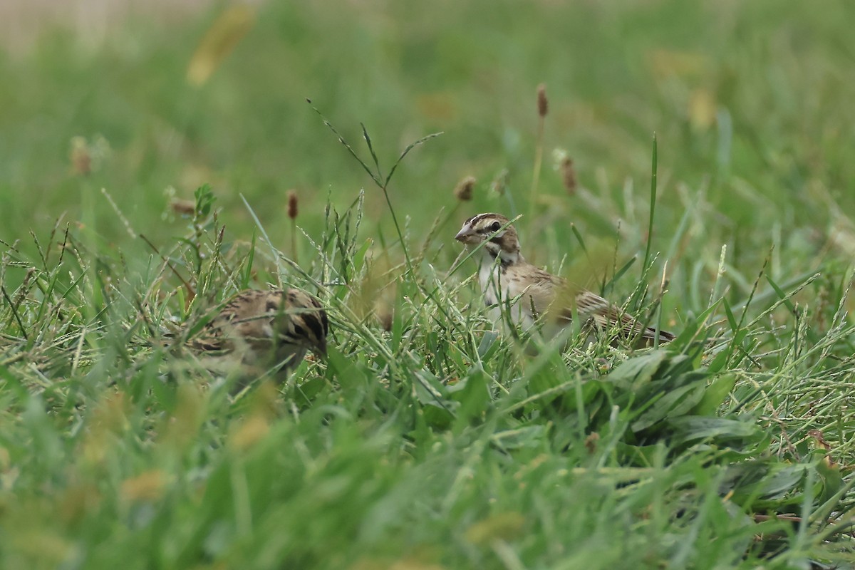 Lark Sparrow - ML641742632