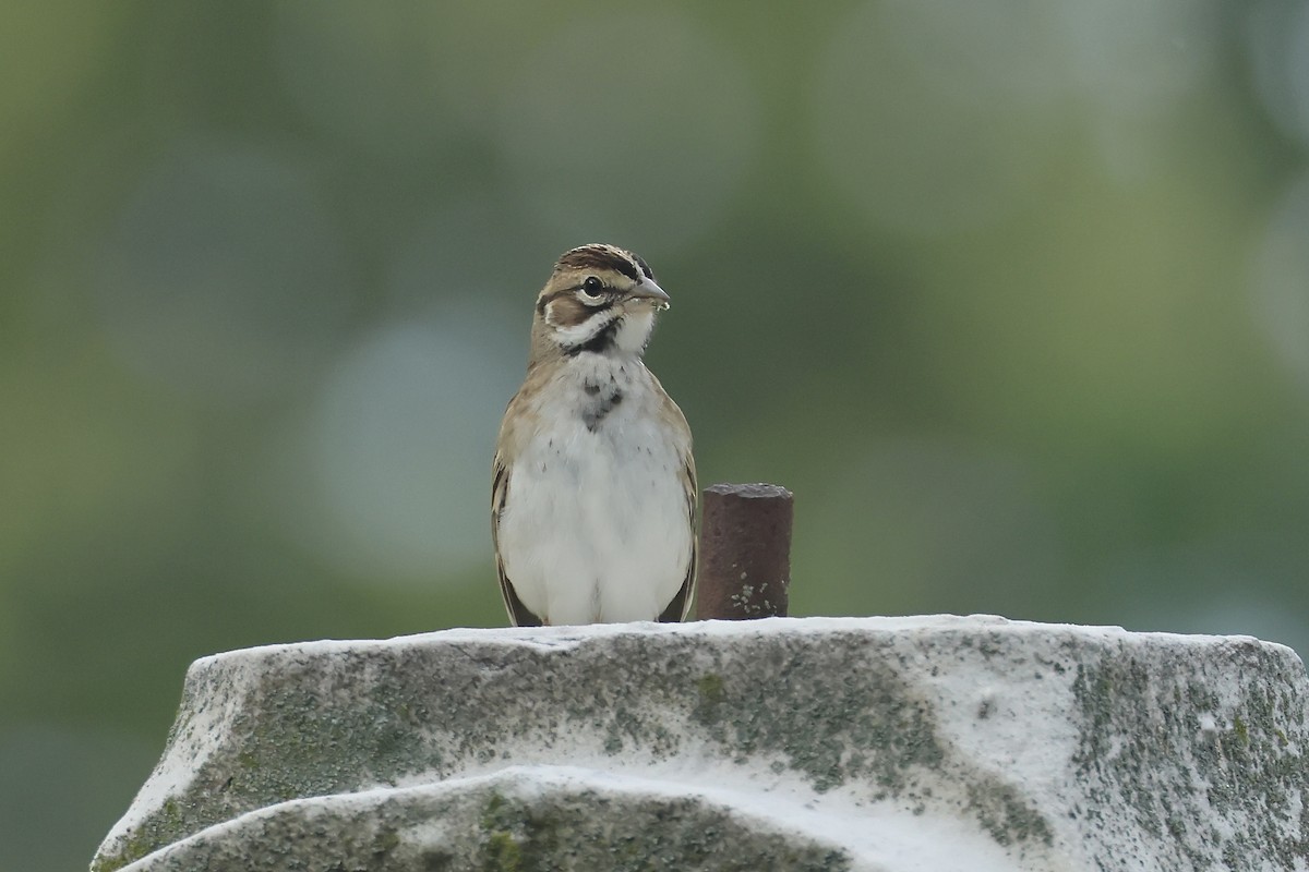 Lark Sparrow - ML641742633
