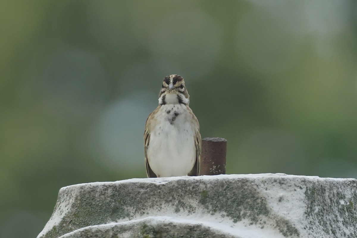 Lark Sparrow - ML641742634
