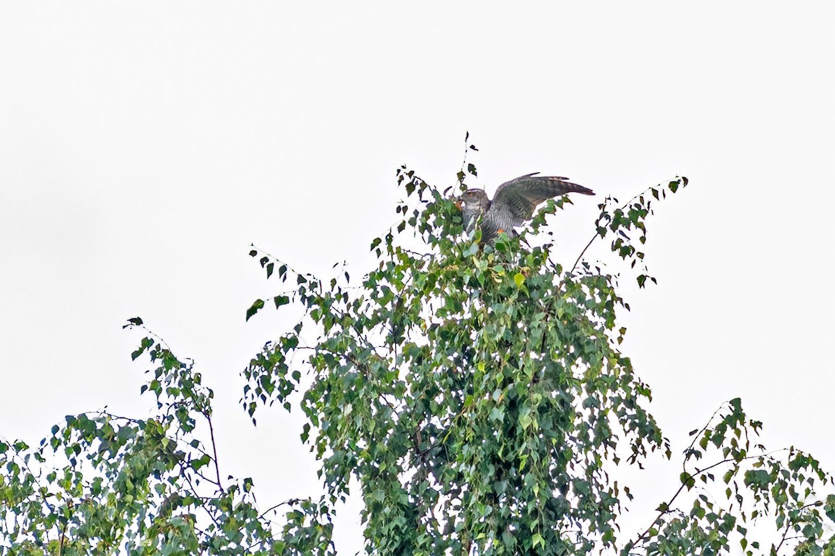 Eurasian Goshawk - ML641742635