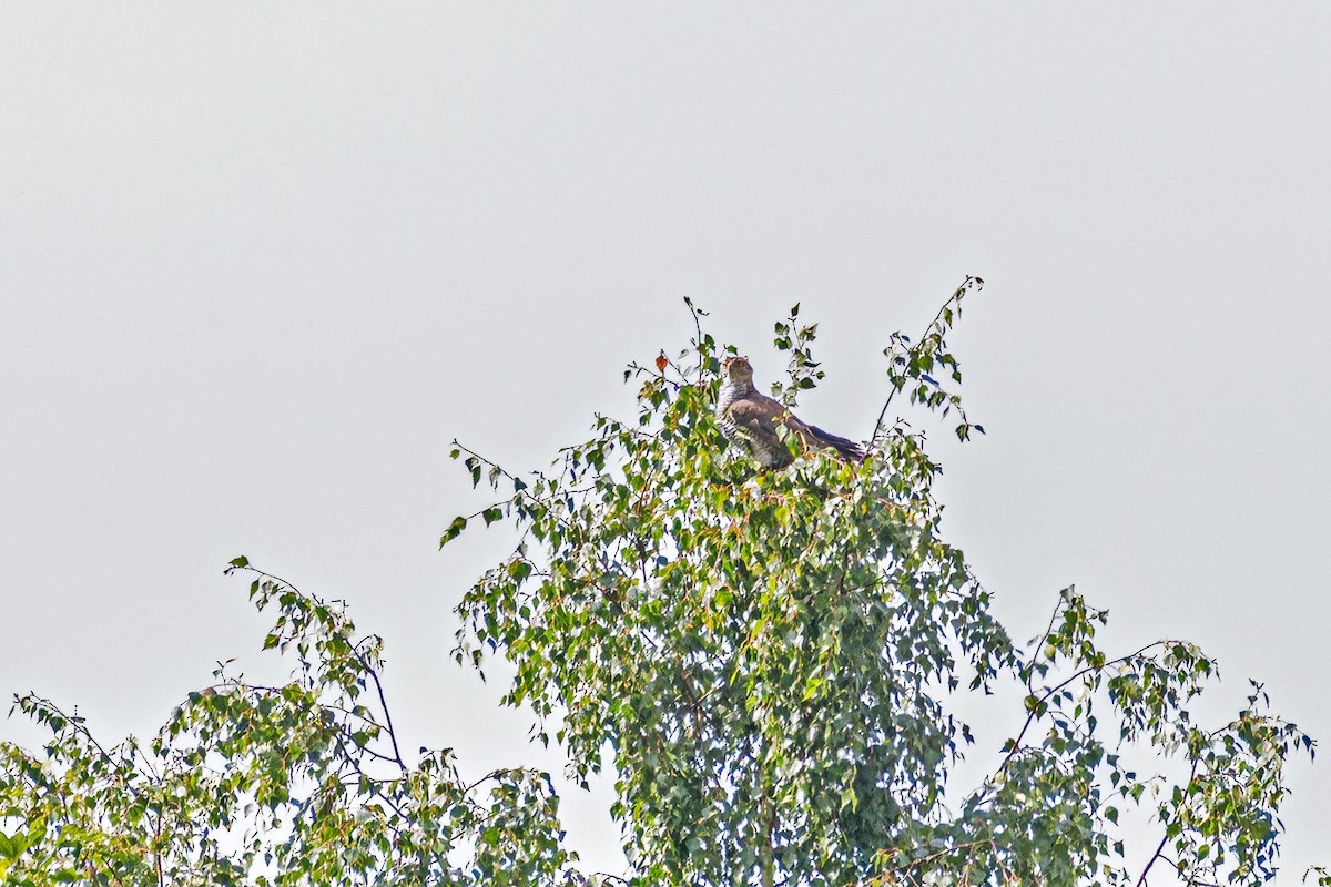 Eurasian Goshawk - ML641742636