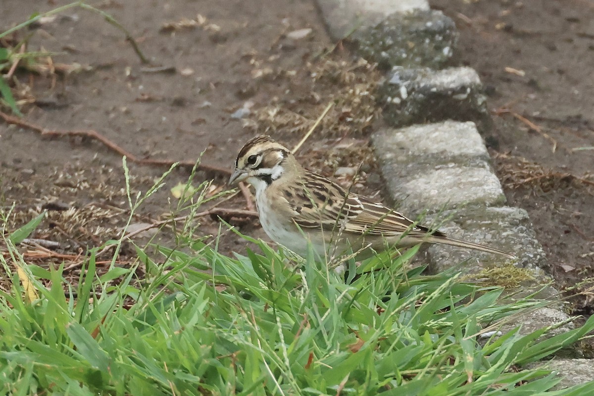 Lark Sparrow - ML641742637