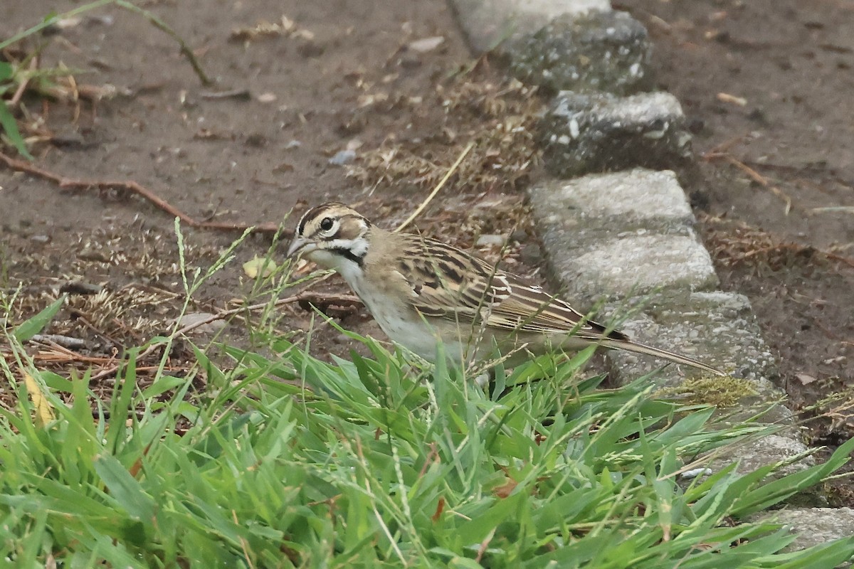 Lark Sparrow - ML641742638