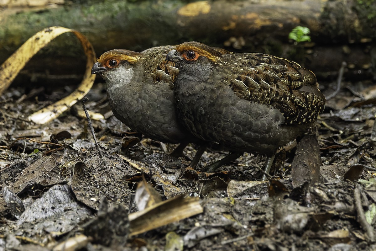 Spot-winged Wood-Quail - ML641742647