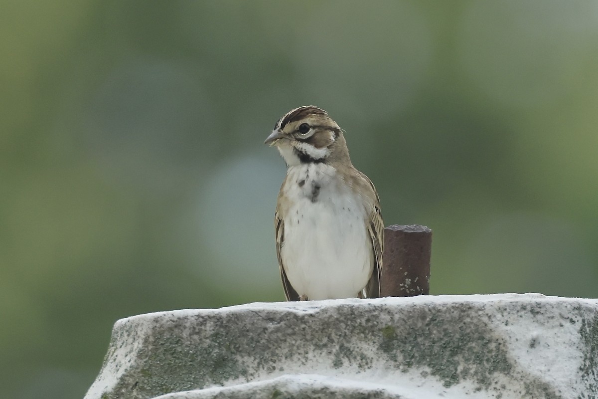 Lark Sparrow - ML641742655