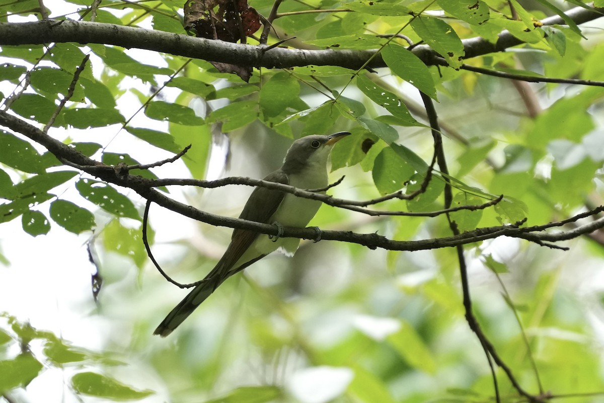 Yellow-billed Cuckoo - ML641742683