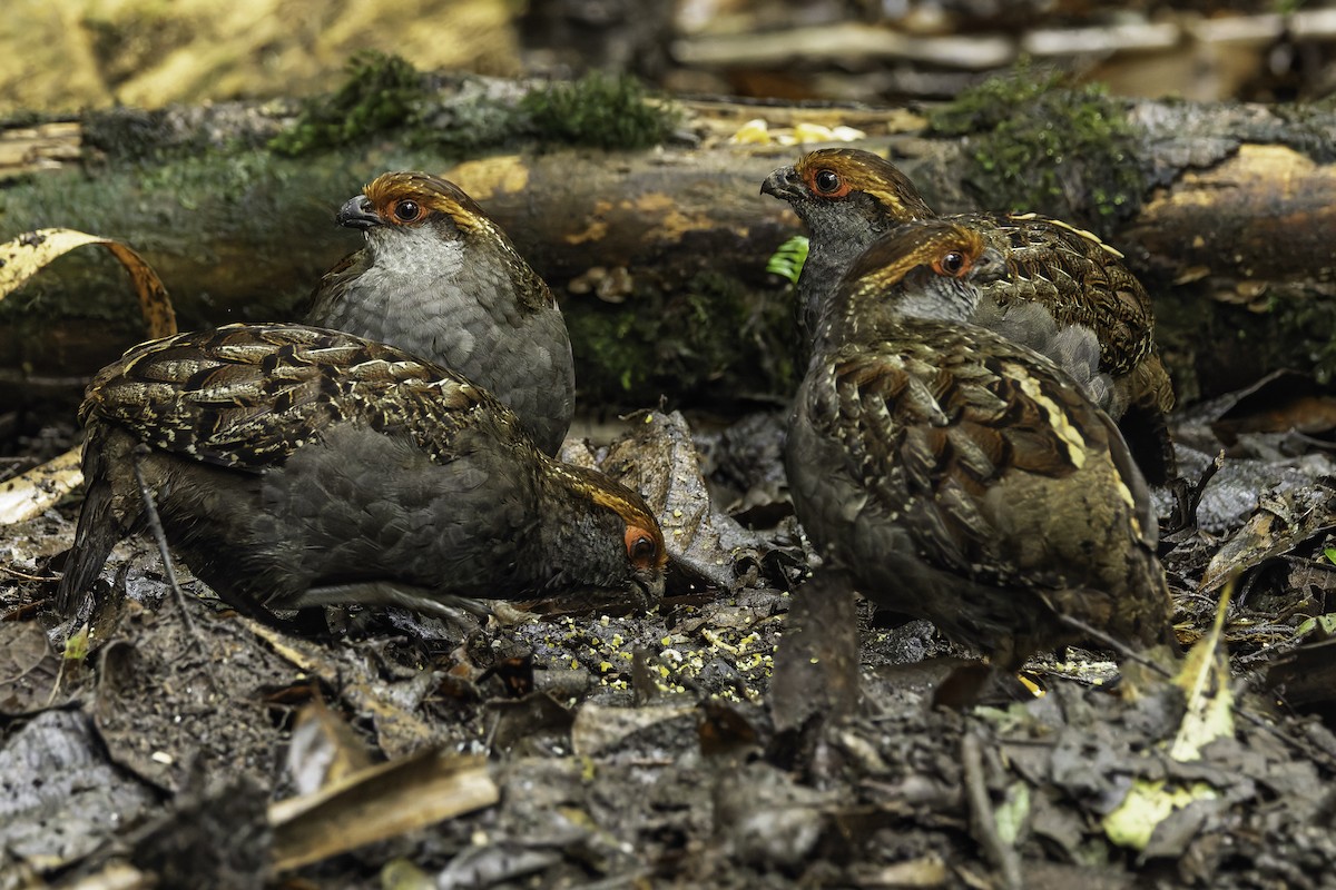 Spot-winged Wood-Quail - ML641742696