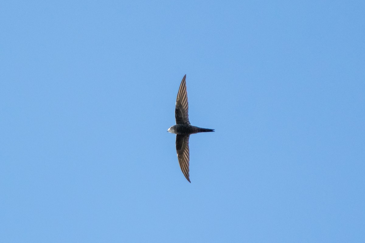 Pacific Swift - ML641742724