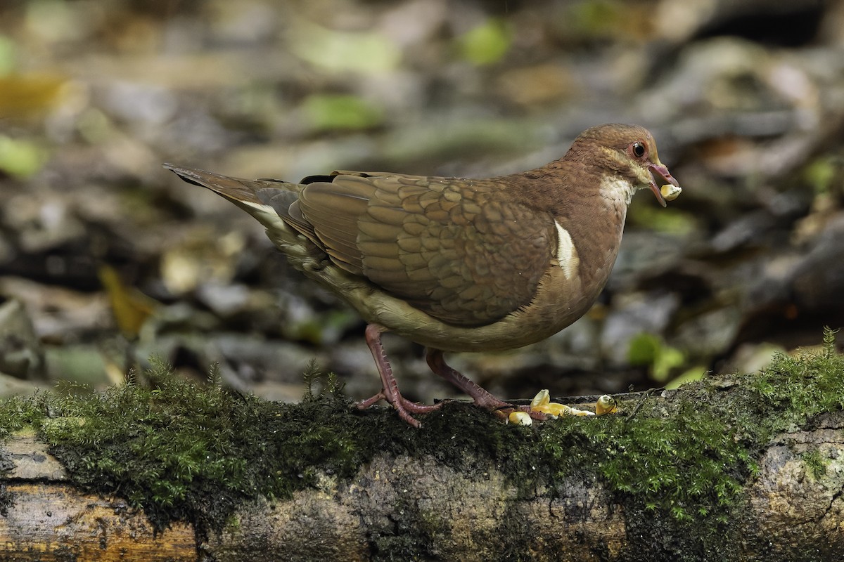 Ruddy Quail-Dove - ML641742735