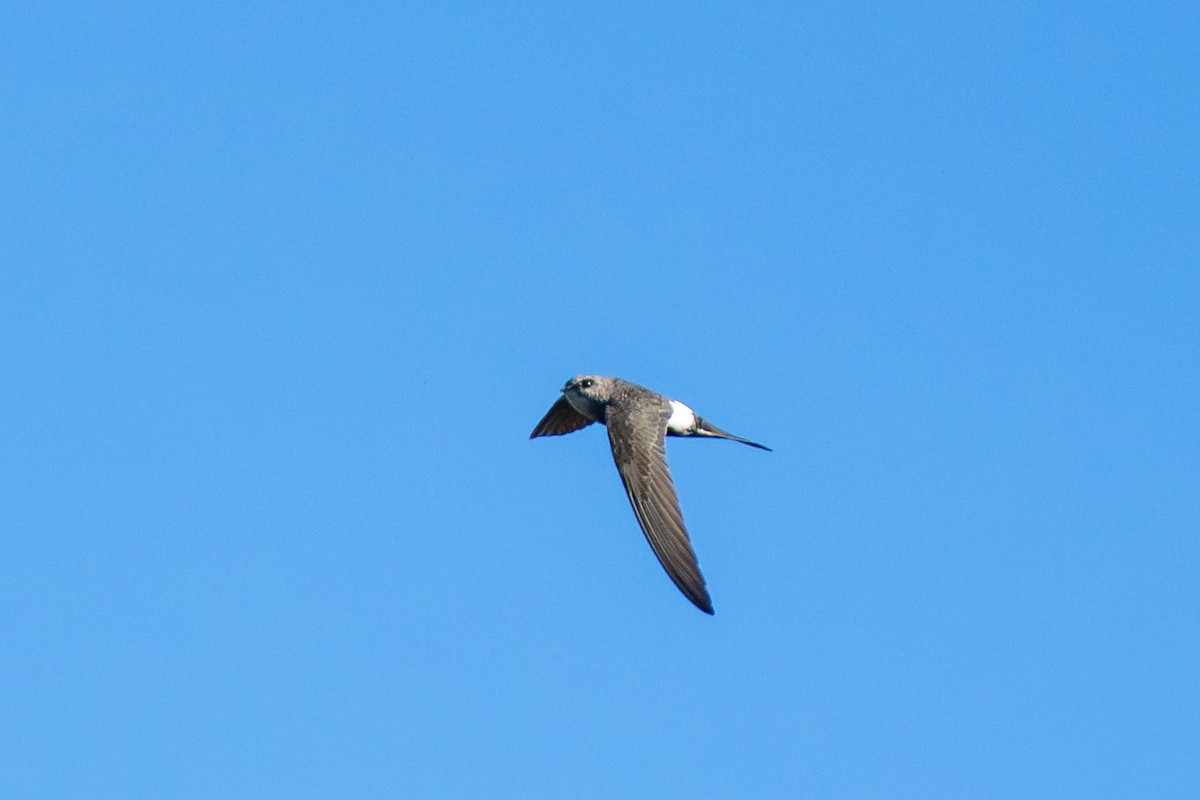 Pacific Swift - ML641742758