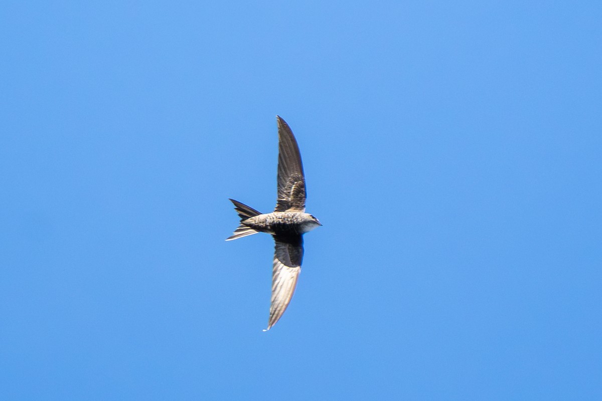 Pacific Swift - ML641742759