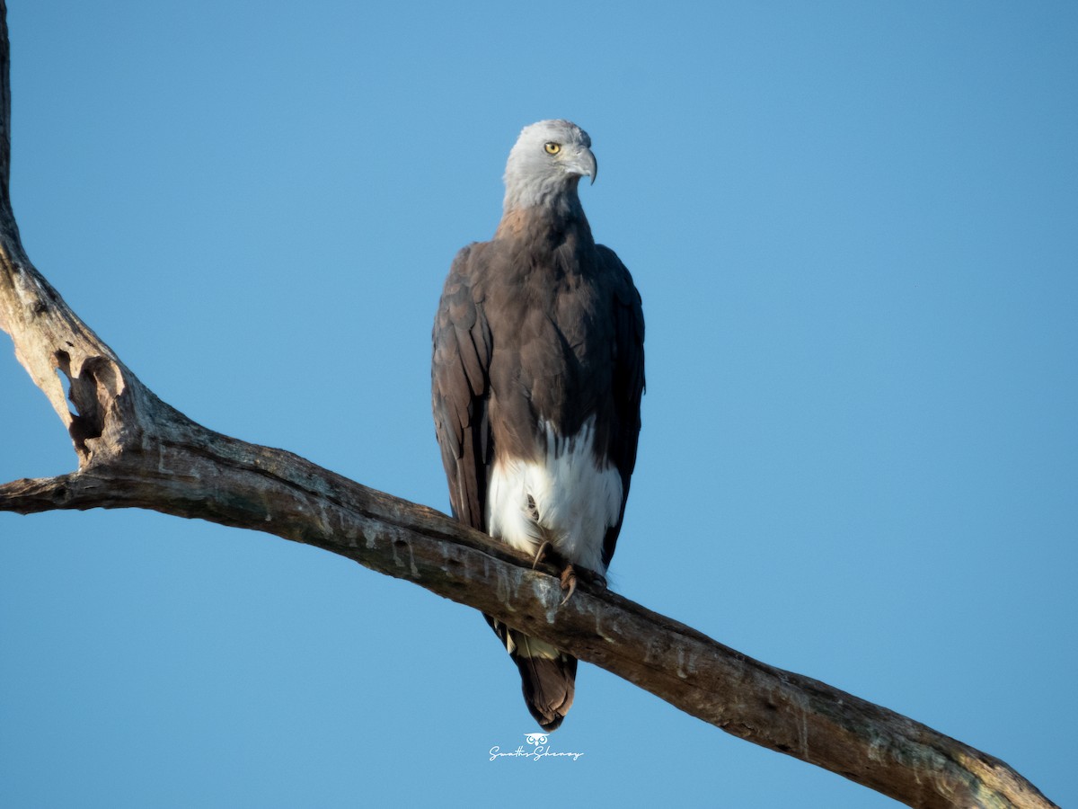 Gray-headed Fish-Eagle - ML641742775