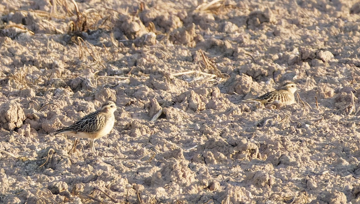 Eurasian Dotterel - ML641742779