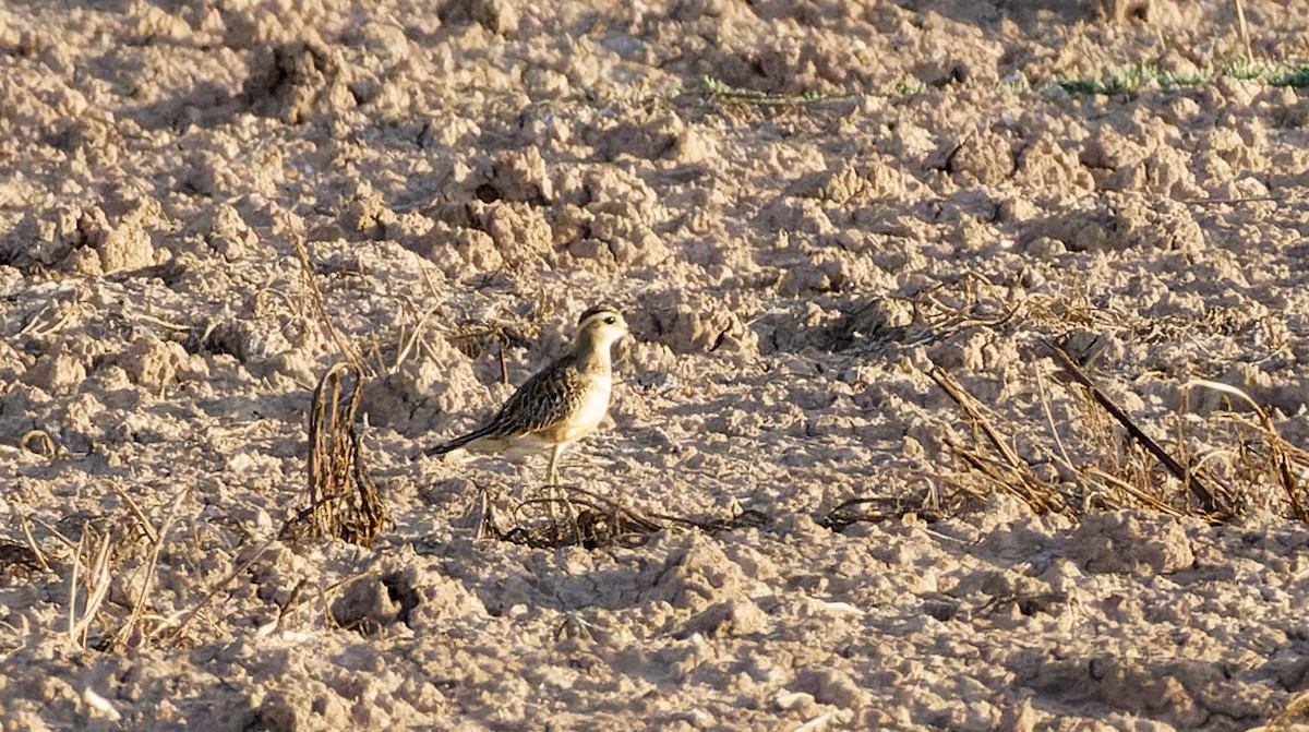 Eurasian Dotterel - ML641742780