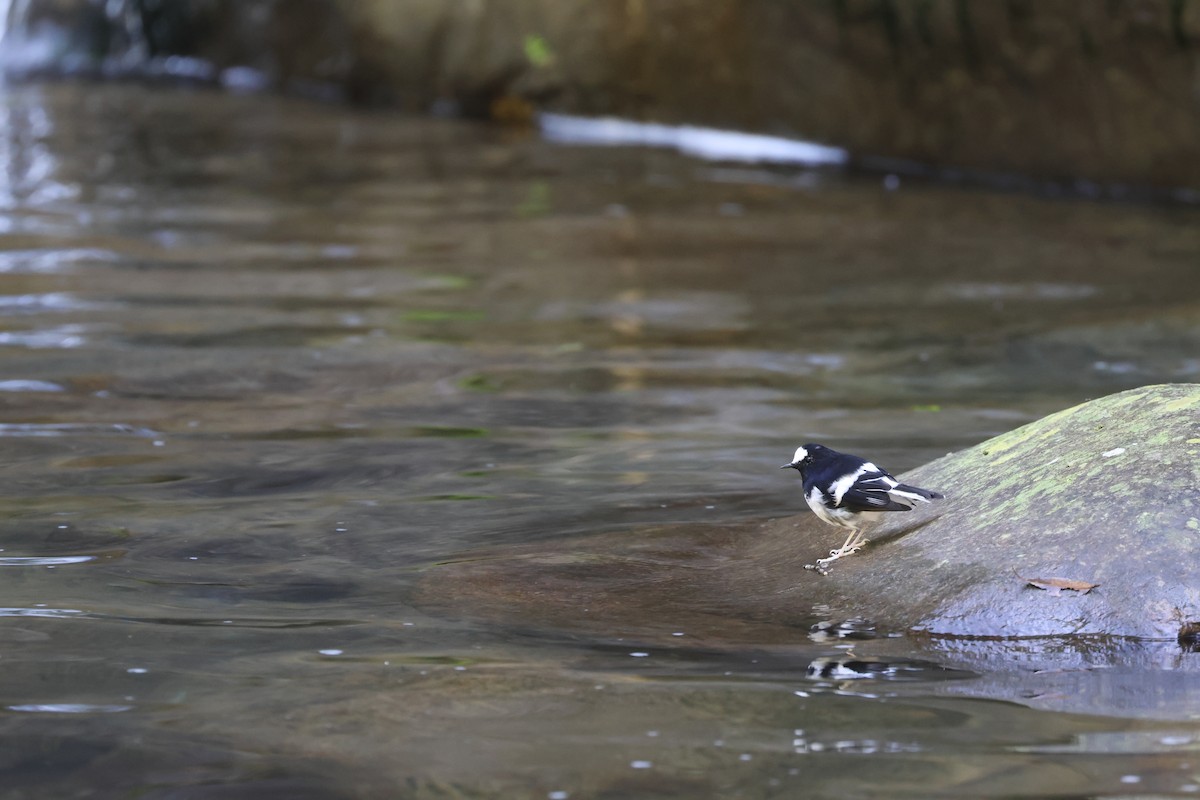 Little Forktail - ML641742791