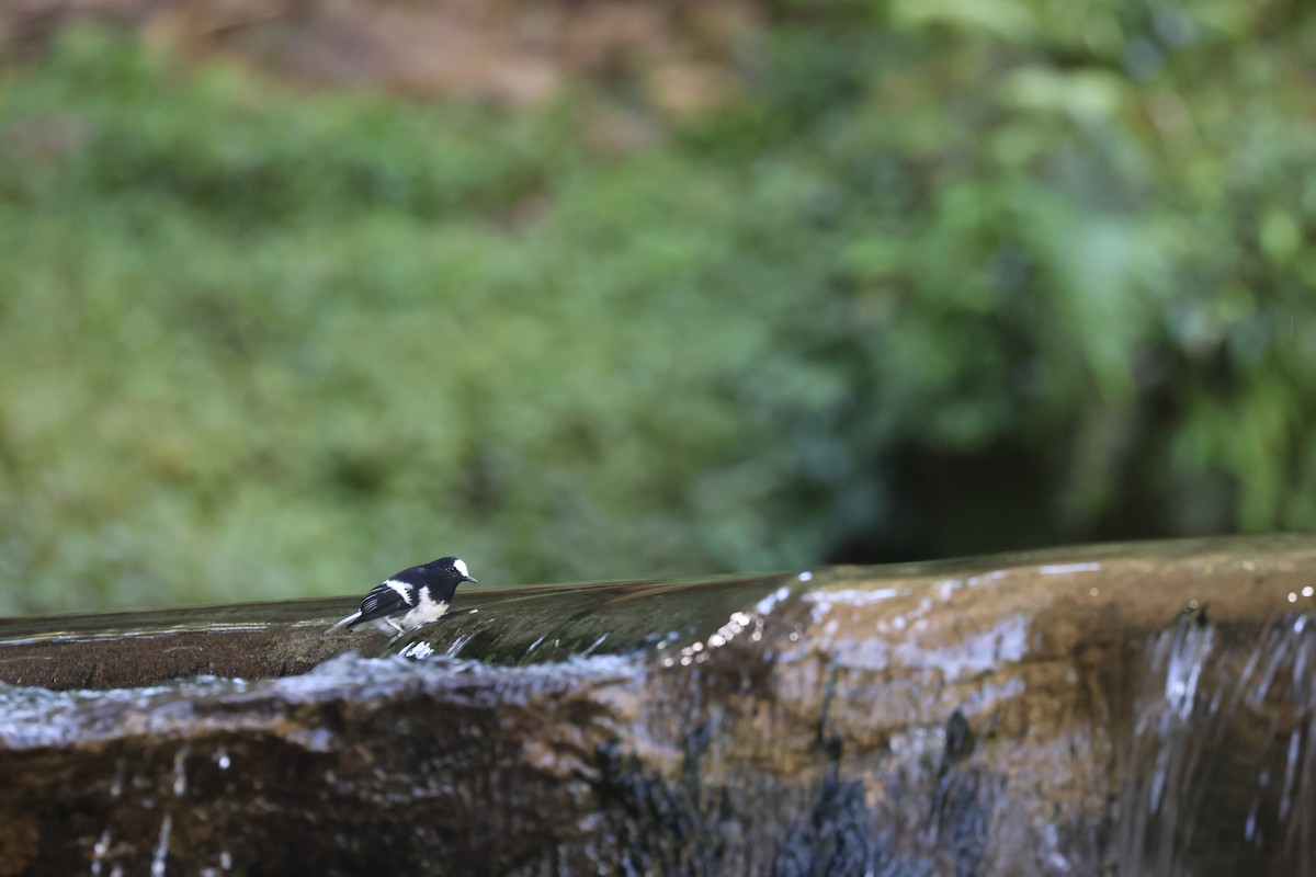 Little Forktail - ML641742798