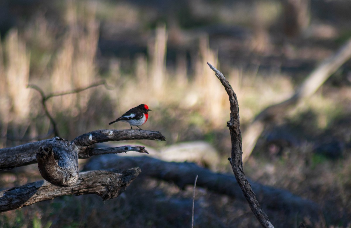 Red-capped Robin - ML641742802