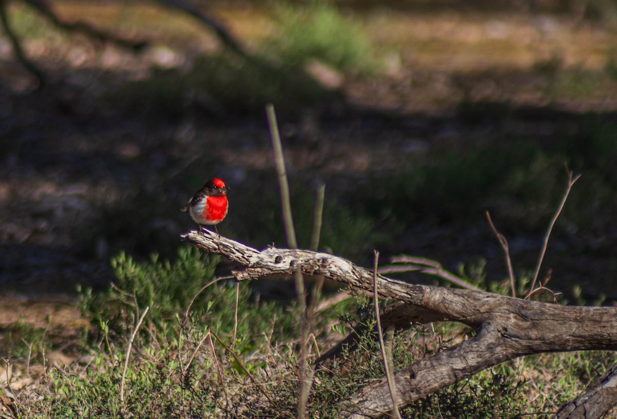 Red-capped Robin - ML641742803