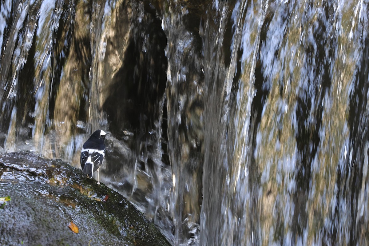 Little Forktail - ML641742805