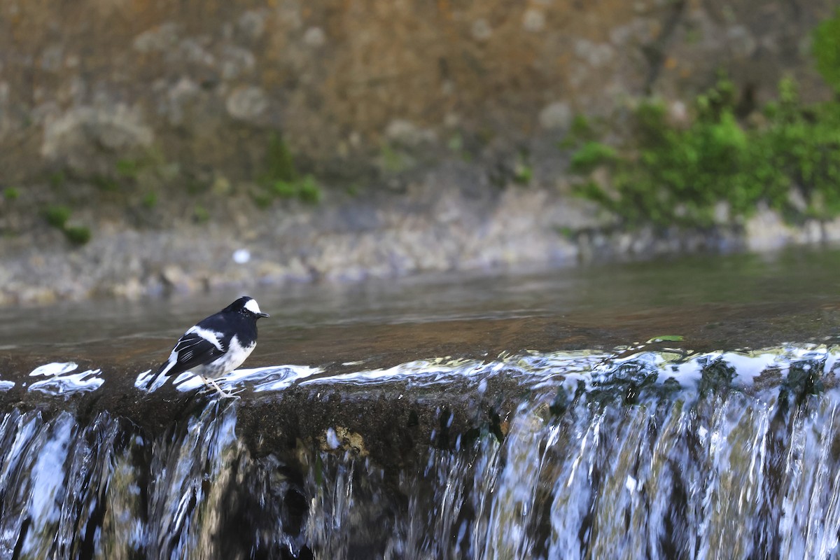 Little Forktail - ML641742819