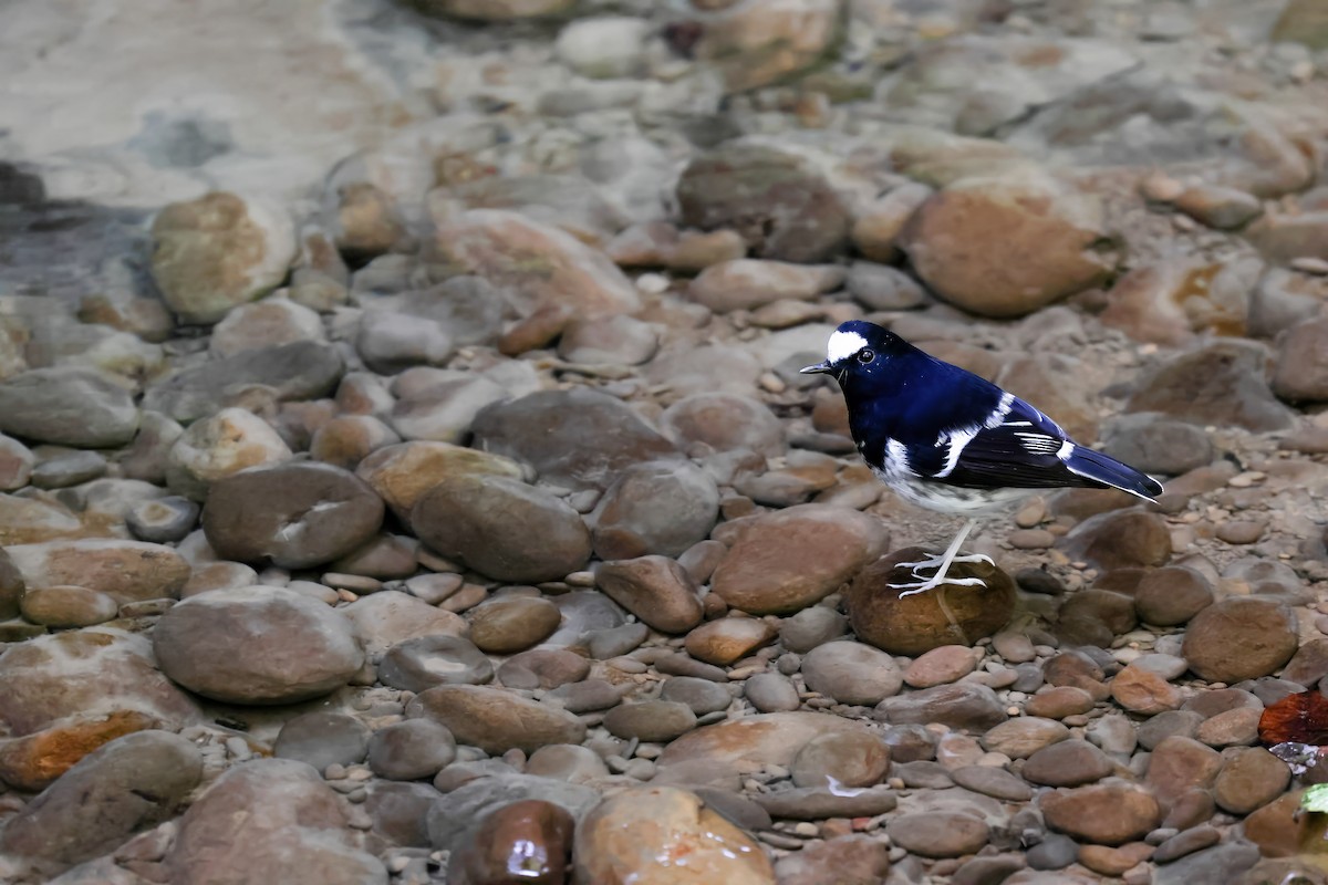 Little Forktail - ML641742832